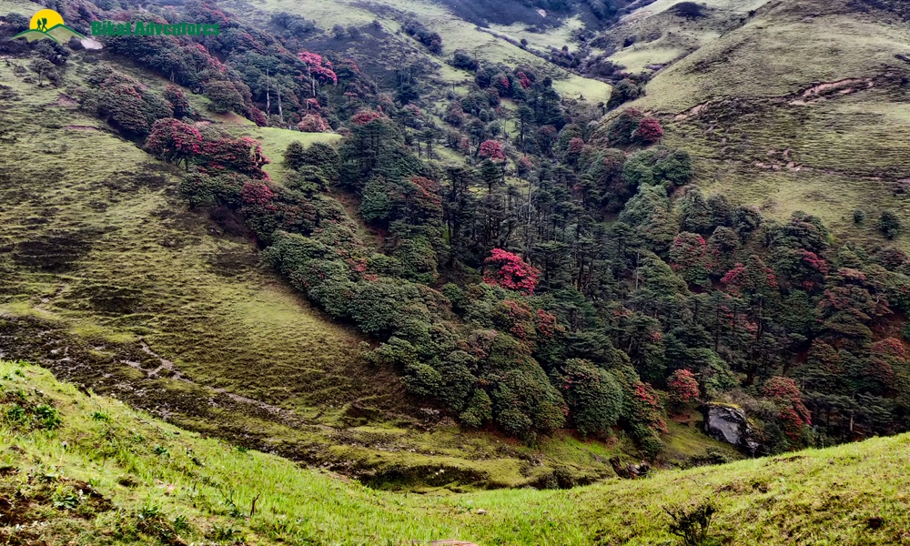 The Visual Wonders of Sandakphu Trek: A Photo Story