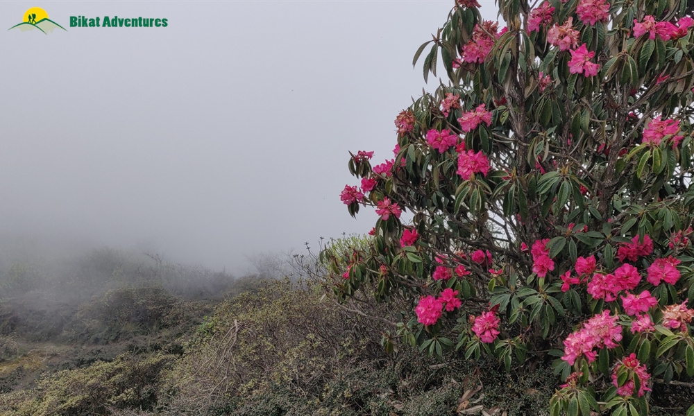 The Visual Wonders of Sandakphu Trek: A Photo Story