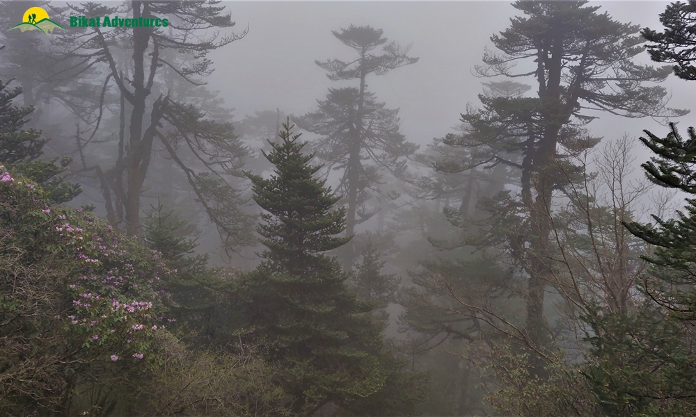 The Visual Wonders of Sandakphu Trek: A Photo Story