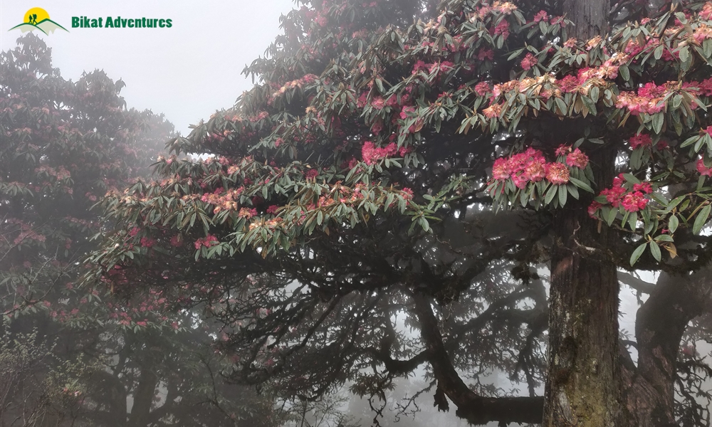 The Visual Wonders of Sandakphu Trek: A Photo Story