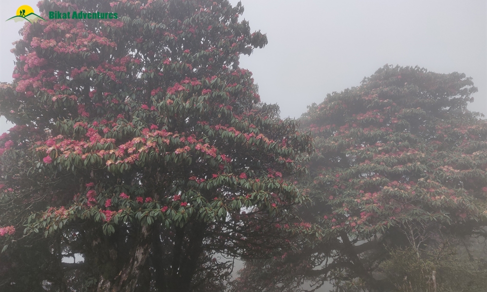 The Visual Wonders of Sandakphu Trek: A Photo Story