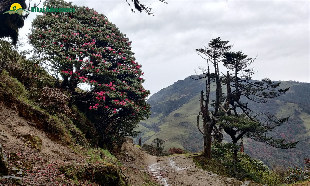 The Visual Wonders of Sandakphu Trek: A Photo Story
