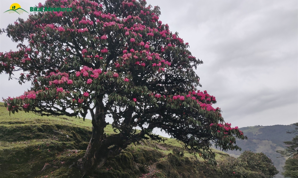 The Visual Wonders of Sandakphu Trek: A Photo Story