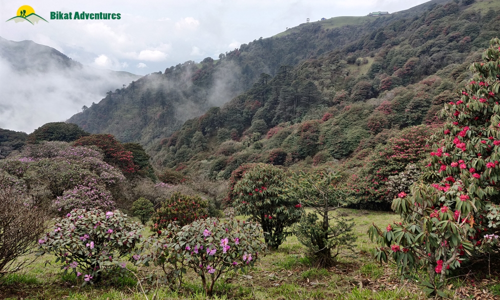 The Visual Wonders of Sandakphu Trek: A Photo Story