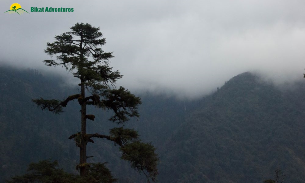 Highlights of Dzongri Trek