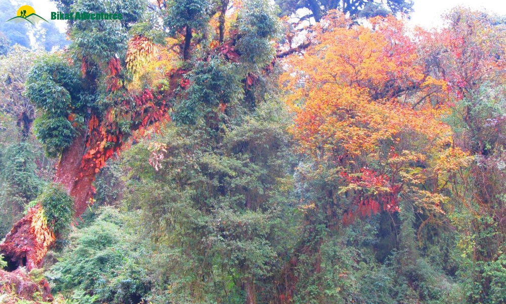 Highlights of Dzongri Trek