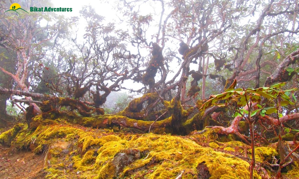 Highlights of Dzongri Trek