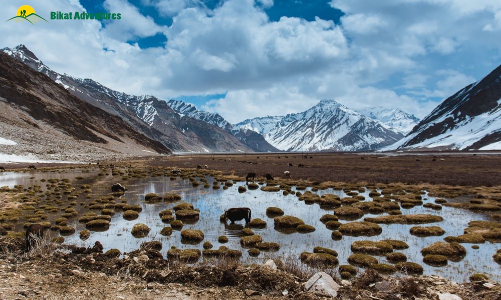 Highlights of The Chadar Trek