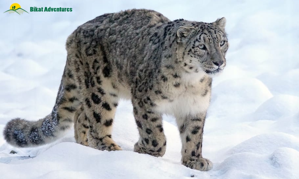 Five Best Winter Adventures For 2023
