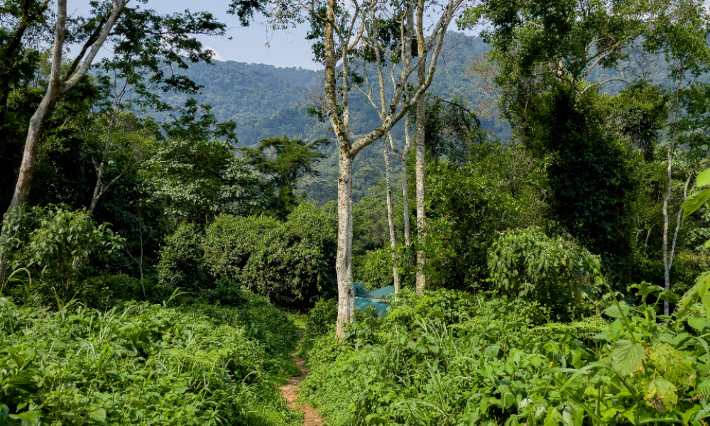 A Day-Wise Guide to Sandakphu Phalut Trek