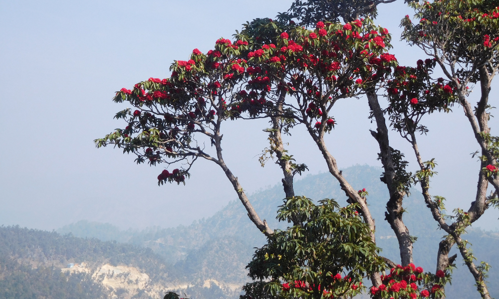A Day-Wise Guide to Sandakphu Phalut Trek