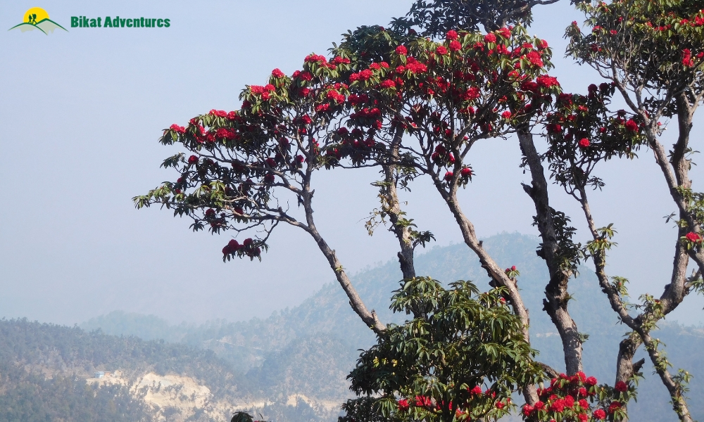 Sandakphu Phalut Trek: Frequently Asked Questions