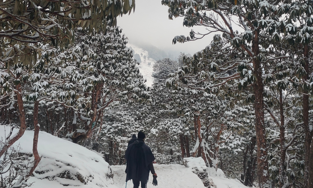Comprehensive Guide To Deoriatal Chandrashila Trek