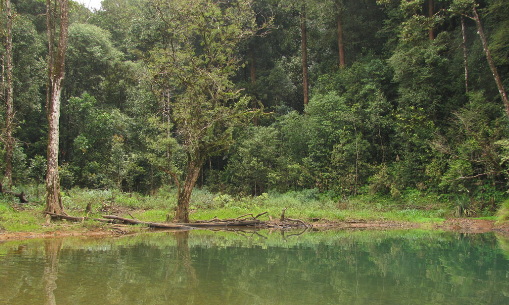 A DIY Guide to Kudremukh Trek