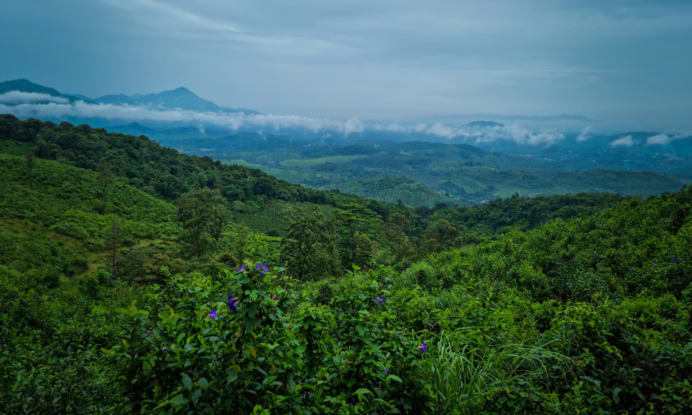 A DIY Guide to Chembra Peak Trek