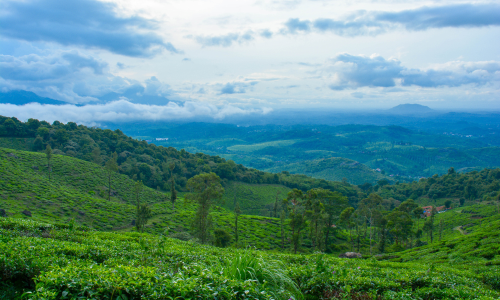 A DIY Guide to Chembra Peak Trek