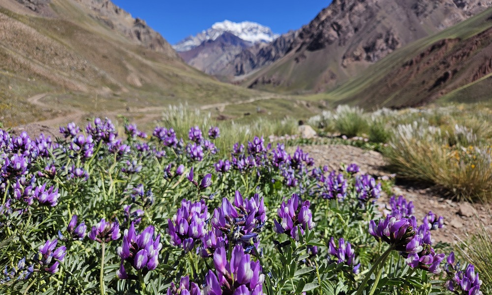 How To Reach Mendoza And What To Do There