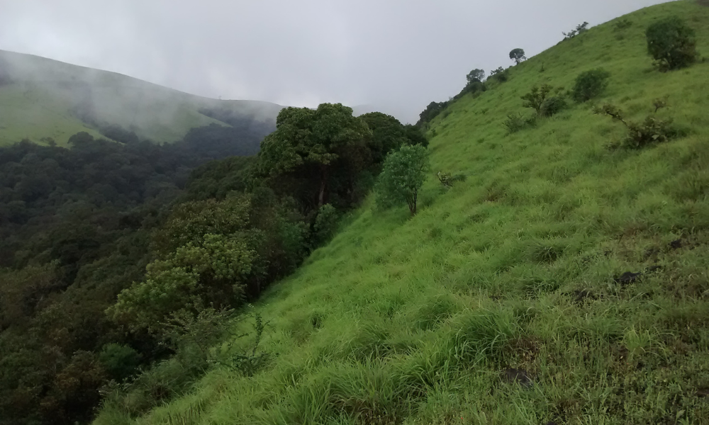 A DIY Guide to Kodachadri Trek