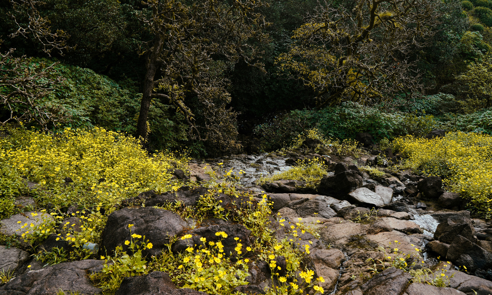 A DIY Guide To Bhimashankar Trek