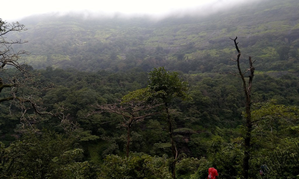 A DIY Guide To Bhimashankar Trek