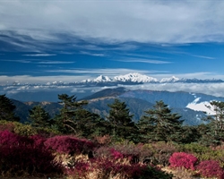 goechala trek sikkim