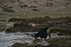 Mentok-Kangri-Expedition