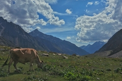 Miyar-Valley-Trek