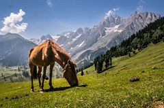 kashmir-great-lakes-trek