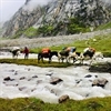 chadar trek frozen river